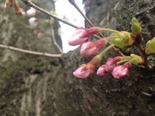 SAKURA咲く季節の画像