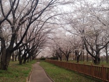 SAKURA咲く季節の画像
