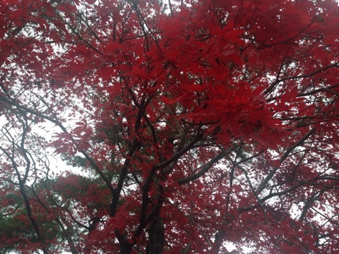 紅葉吹雪の舞う季節の画像