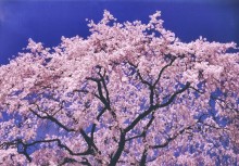さくら　　桜　　SAKURA咲く