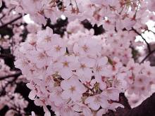 さくら　　桜　　SAKURA咲く